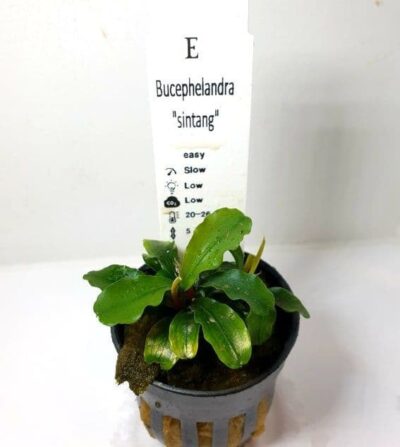 Bucephalandra 'Sintang' - Potted