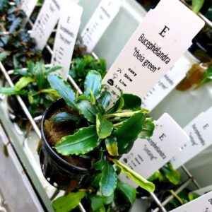 Bucephalandra Theia Green – Potted