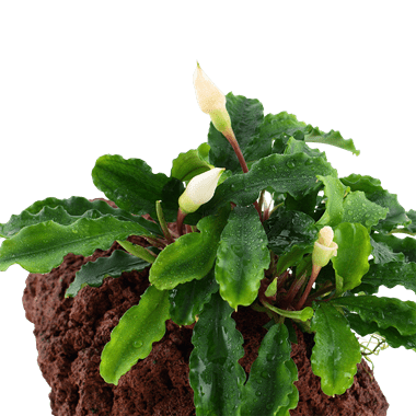 Bucephalandra 'Wavy Green' on lava stone