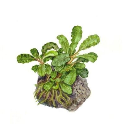 Bucephalandra 'Wavy Green' on lava stone