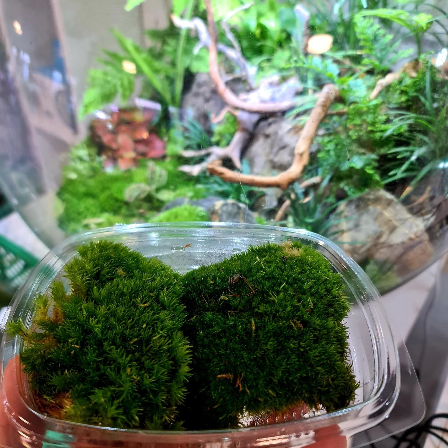 Bun / Cushion Moss – Portion