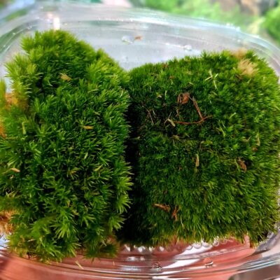 Bun / Cushion Moss - Portion