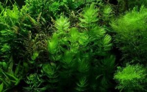 Ceratophyllum demersum 'Foxtail' Portion