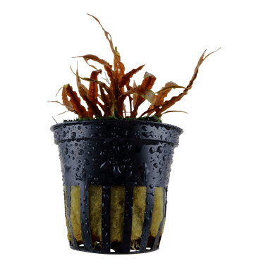 Cryptocoryne albida 'Brown' - Potted