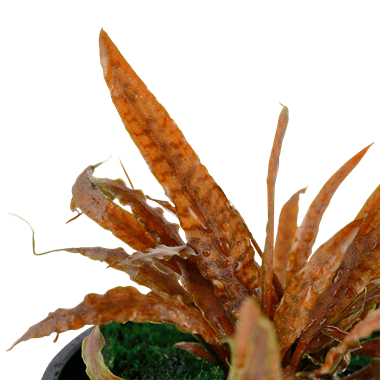 Cryptocoryne albida 'Brown' - Potted