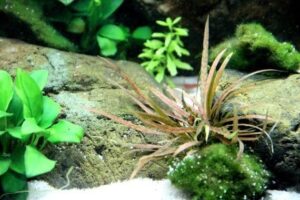 Cryptocoryne albida 'Brown' - Potted