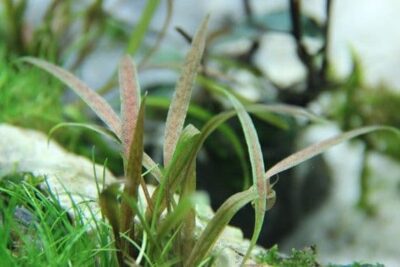 Cryptocoryne albida 'Brown' - Potted