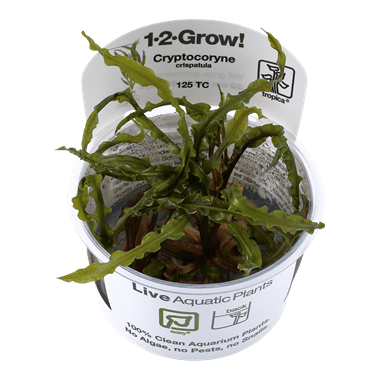 Cryptocoryne crispatula - 1.2.Grow!