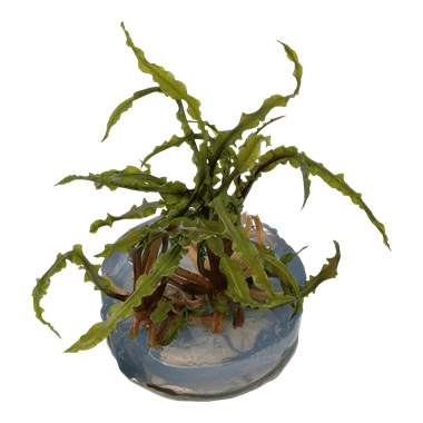 Cryptocoryne crispatula - 1.2.Grow!