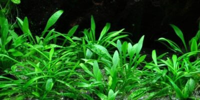 Cryptocoryne Parva - Tropica Potted