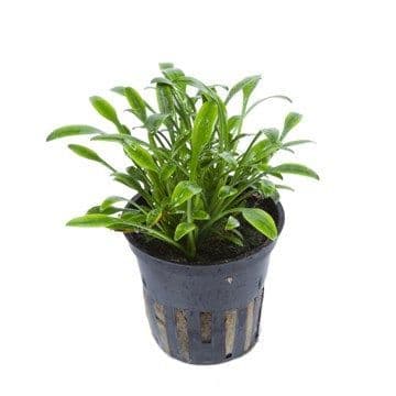 Cryptocoryne Parva - Tropica Potted