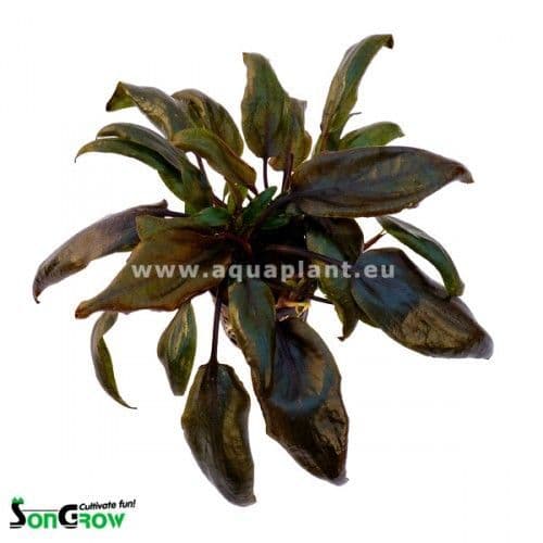 Cryptocoryne purpurea – Potted