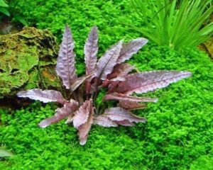 Cryptocoryne spec 'Famingo' - Dennerle