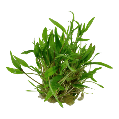 Cryptocoryne wendtii 'Green' 1.2.Grow!