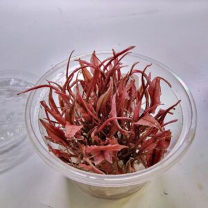 Cryptocoryne wendtii sp. Flamingo – Invitro