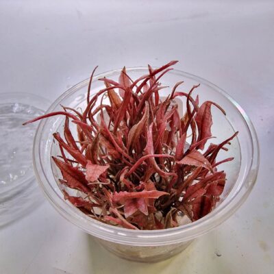 Cryptocoryne wendtii sp. Flamingo - Invitro