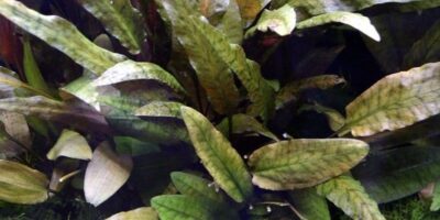 Cryptocoryne wendtii 'Tropica' potted