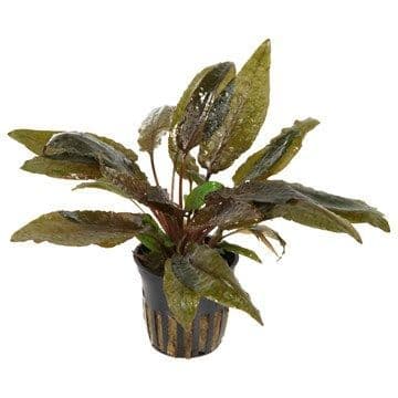 Cryptocoryne wendtii 'Tropica' potted