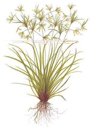 Cyperus helferi - Potted