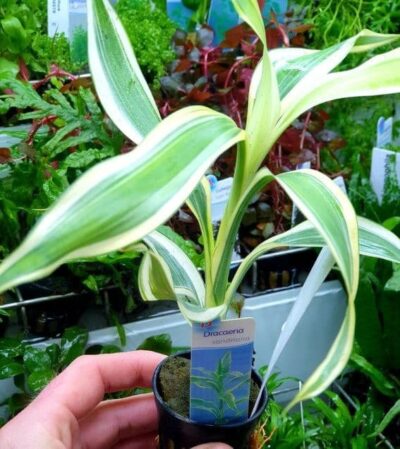 Dracaena sandriana - Potted