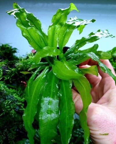 Echinodorus major martii - Potted