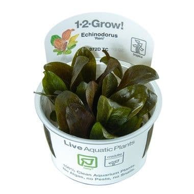 Echinodorus 'Reni' - 1.2.Grow!