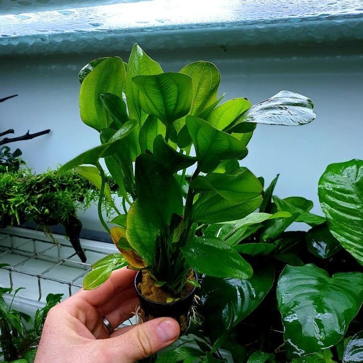 Echinodorus sp. Amazon Sword – Potted