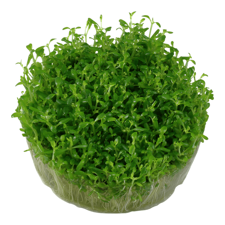 Elatine hydropiper – Tropica 1.2.Grow!