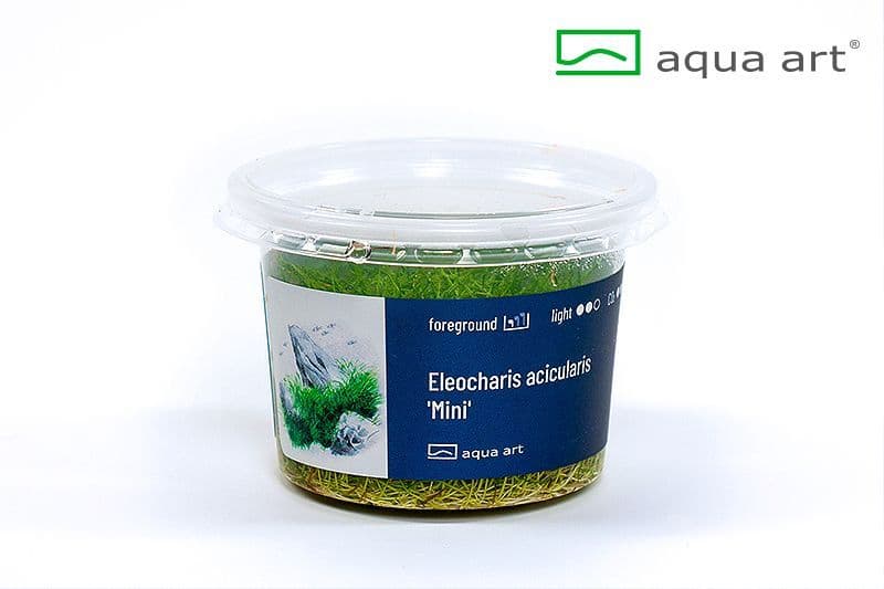 Eleocharis acicularis ‘Mini’ Aqua Art