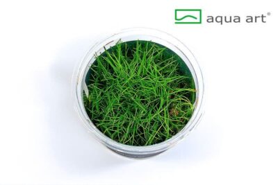 Eleocharis parvula 'Mini' - Aqua Art In-vitro