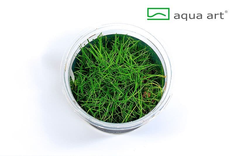 Eleocharis parvula ‘Mini’ – Aqua Art In-vitro