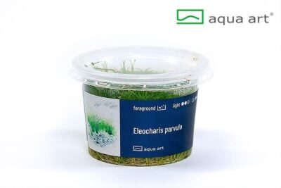 Eleocharis parvula 'Mini' - Aqua Art In-vitro