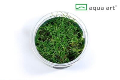 Eleocharis pussila - Aqua Art In-vitro