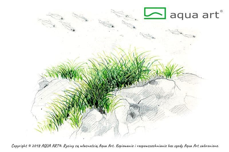 Eleocharis pussila – Aqua Art In-vitro