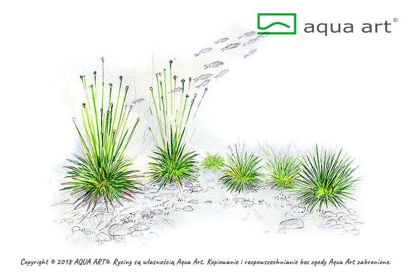 Eriocaulon cinereum – Aqua Art In-vitro