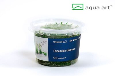 Eriocaulon cinereum - Aqua Art In-vitro