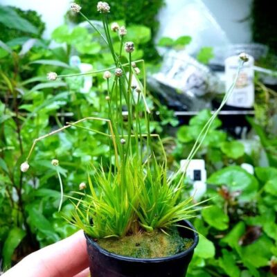 Eriocaulon sp - Potted