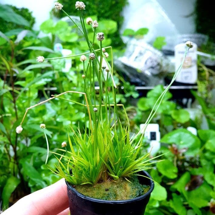 Eriocaulon sp – Potted