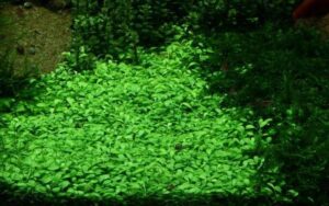 Glossostigma elatinoides - 1.2.Grow!