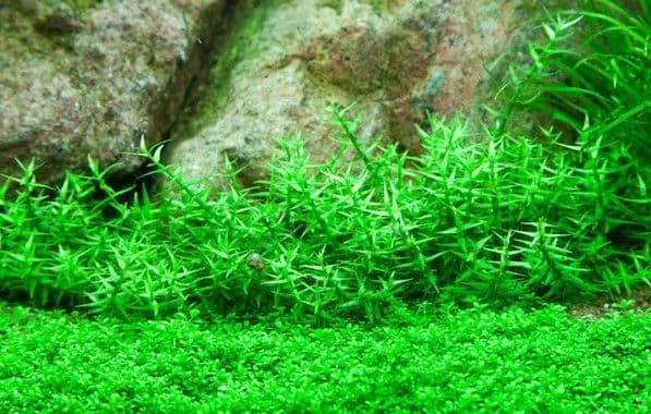 Gratiola viscidula – 1.2.Grow!