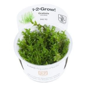 Gratiola viscidula - 1.2.Grow!