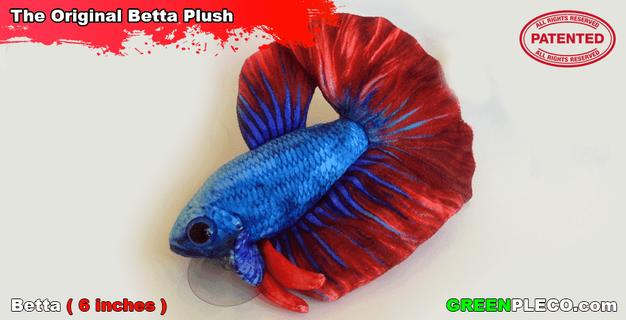 Betta fish shops and pleco