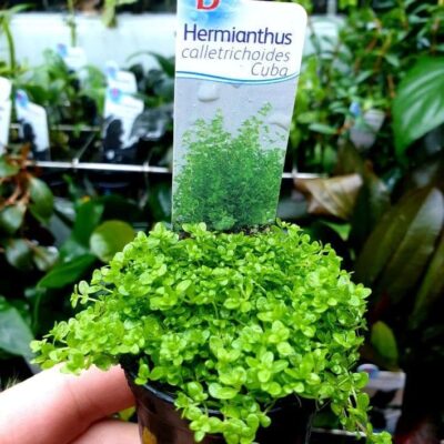 Hemianthus callitrichoides 'Cuba' - Potted