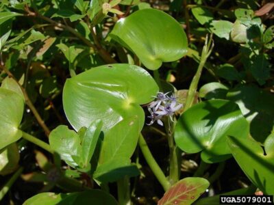 Heteranthera reniformis - Portion