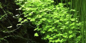 Hydrocotyle tripartita - Potted