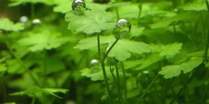 Hydrocotyle tripartita - Potted