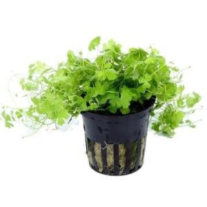 Hydrocotyle tripartita – Potted