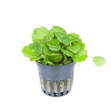 Hydrocotyle verticillata - Potted