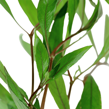 Hygrophila corymbosa - Potted