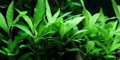 Hygrophila corymbosa 'Siamensis 53B'